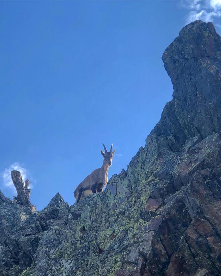 Alpencolor Hotel Tonale باسو ديل تونالي المظهر الخارجي الصورة
